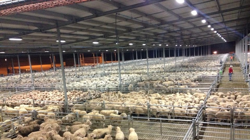Dry conditions force record sheep sales