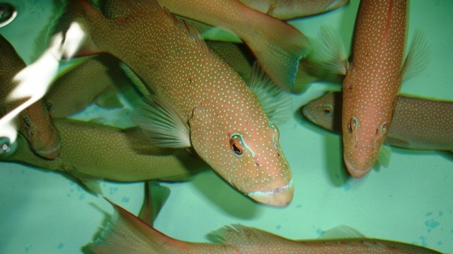 Coral trout fishers docked ahead of cyclone threat