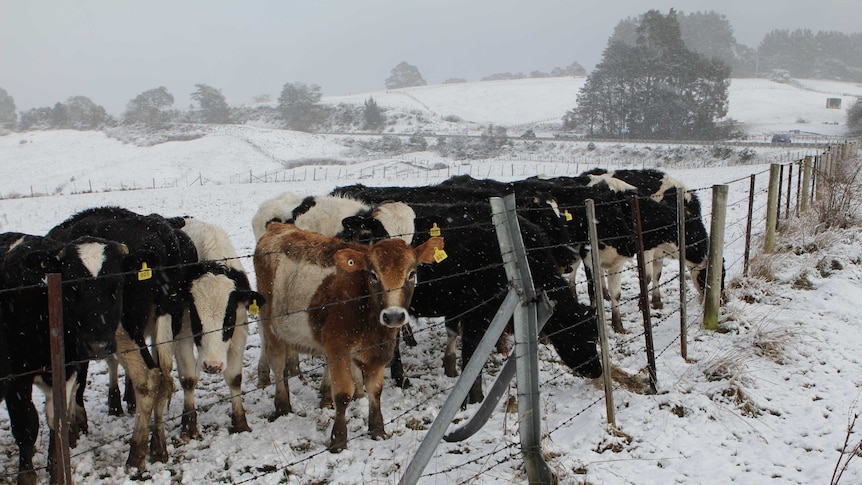 Cattle in snow at Vinces Saddle south of Hobart