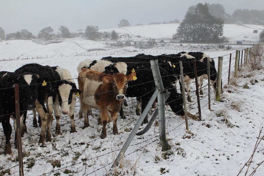 Cattle in snow at Vinces Saddle south of Hobart