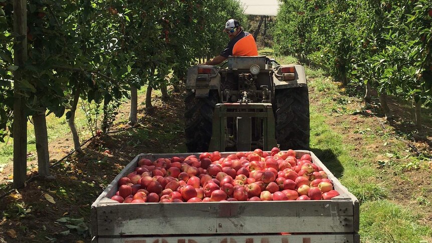 Large bin of apples is picked up by a forklift in a row of apple trees