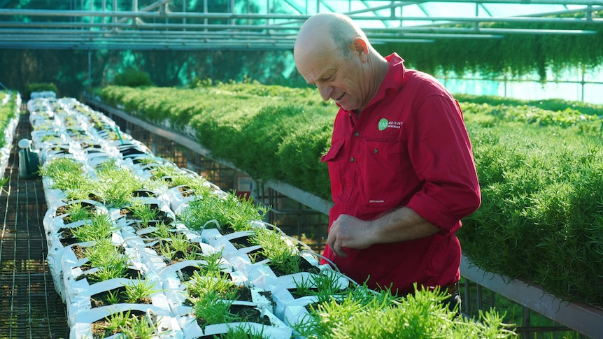 A man wearing red shirt looks at small plants in a greenhouse.