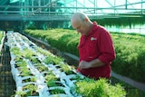 A man wearing red shirt looks at small plants in a greenhouse.