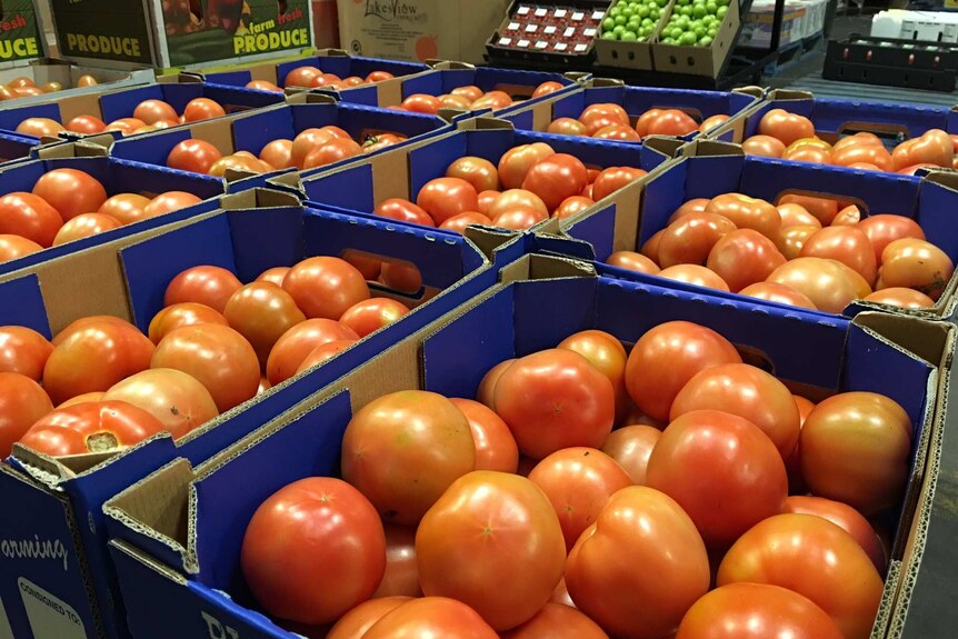 Fresh, ripe tomatoes packed in cardboard boxes ready for market