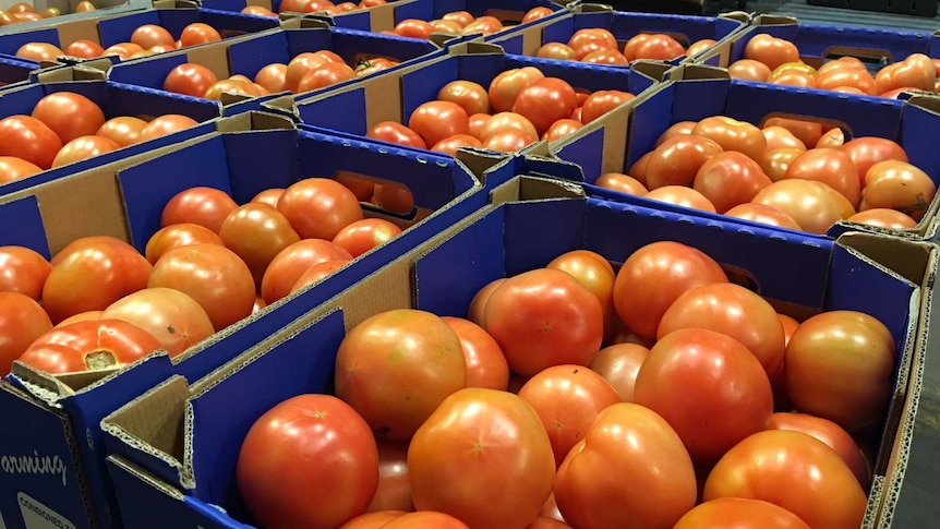Fresh, ripe tomatoes packed in cardboard boxes ready for market