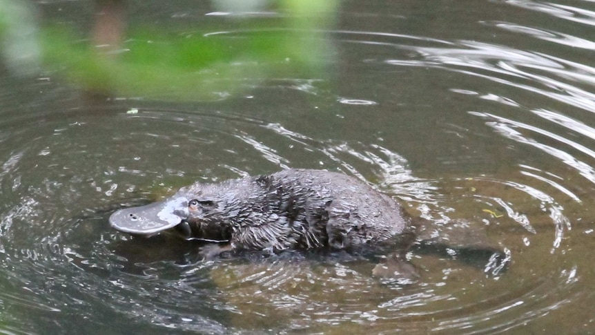 platypus in water playing