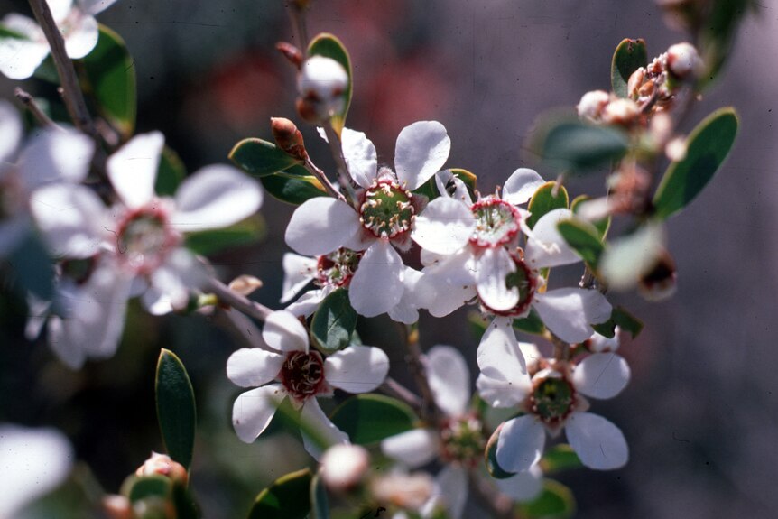 The flowers of the coastal tea tree are white with touches of pink. 
