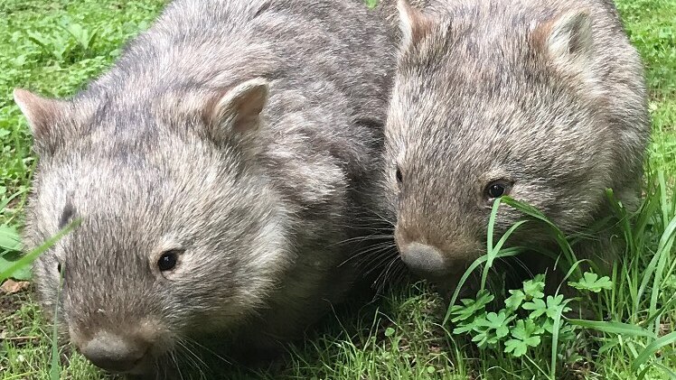 close up of two small wombats 