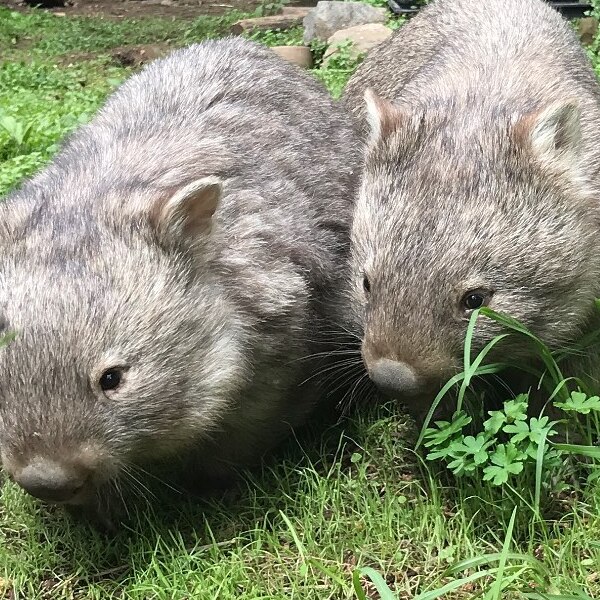 close up of two small wombats 