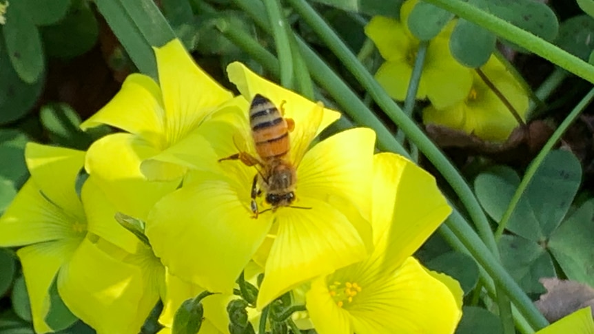 Bee polinating a yellow flower