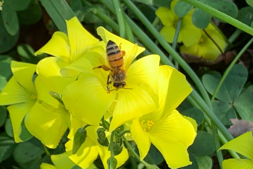 Bee polinating a yellow flower
