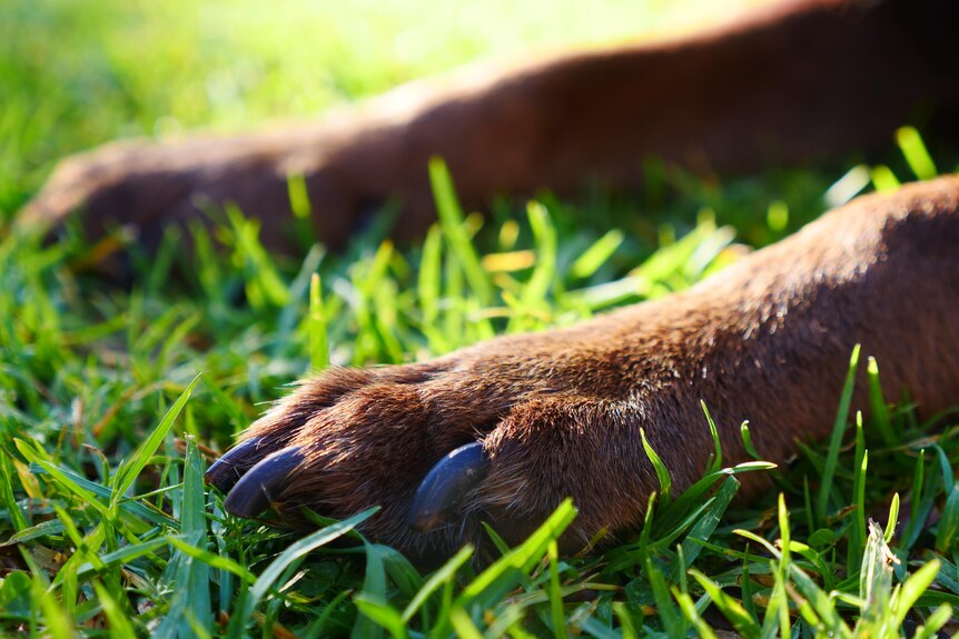 A brown dog's two paws sits on top of green blades of grass. The dog's fur glimmers in the sun.