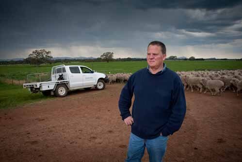 Man with ute and sheep dog and sheep