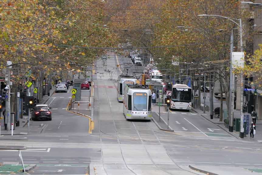 Two trams driving under autumnal trees in Melbourne's CBD.