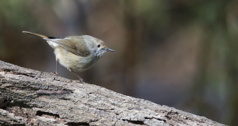 The King Island brown thornbill