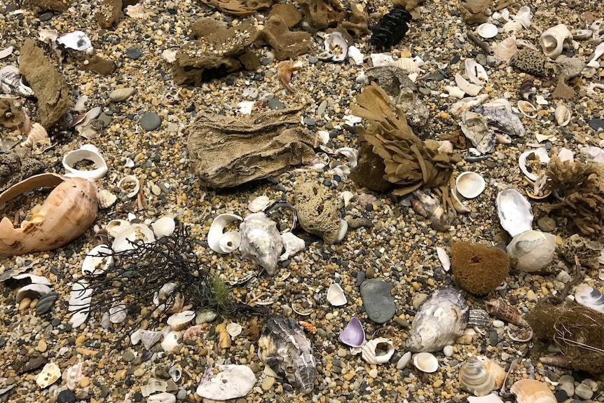 Shells, driftwood, sponge on the beach.