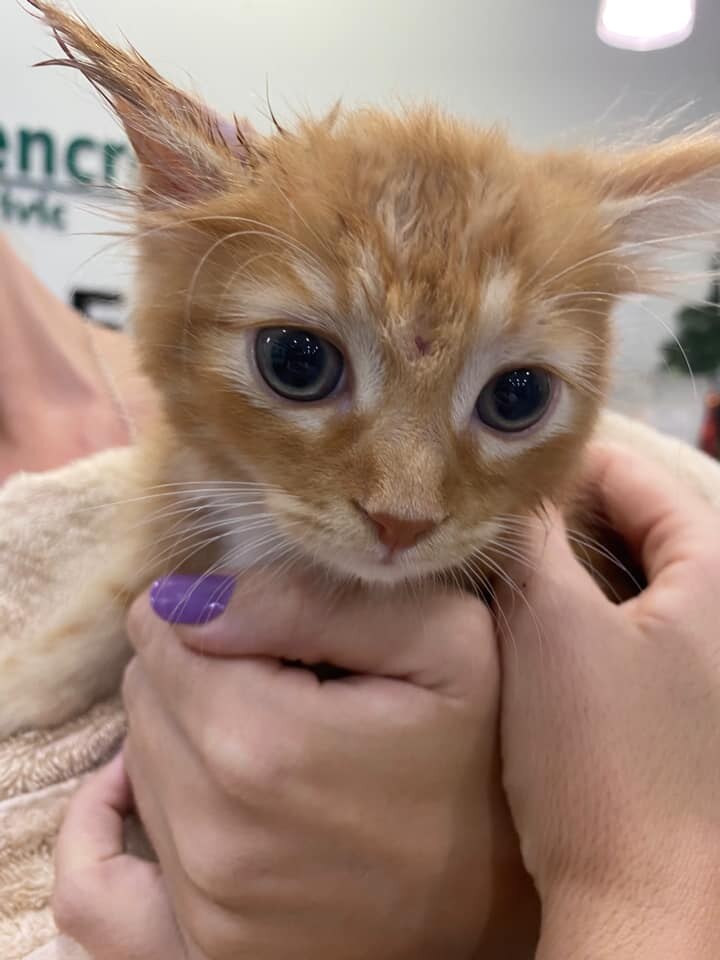 A little ginger kitten being held in a vet surgery