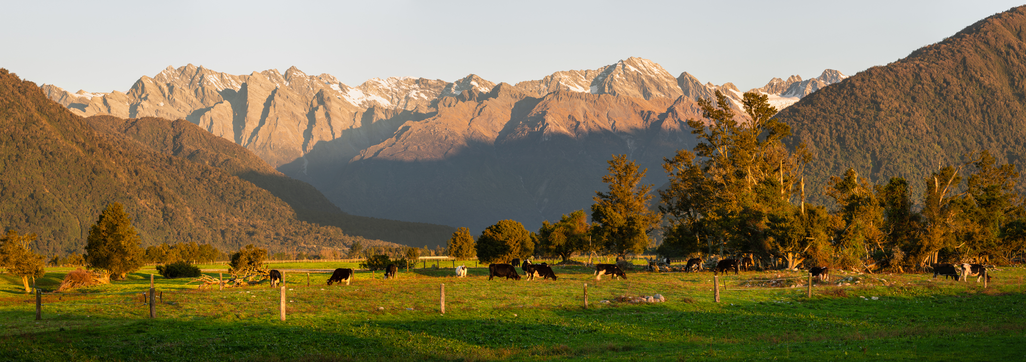 Cattle are seen against the background of the alps