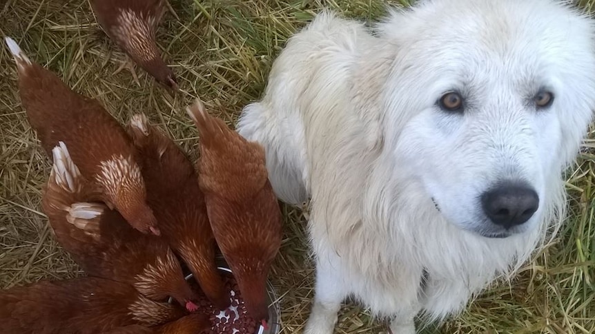 chickens peck at food in a bowl, next to white dog looking sad at the camera