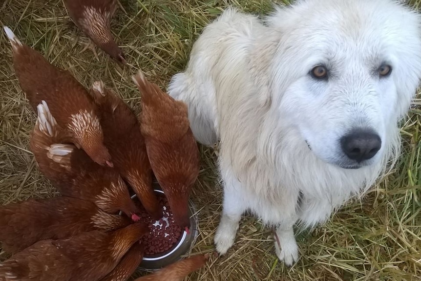 chickens peck at food in a bowl, next to white dog looking sad at the camera