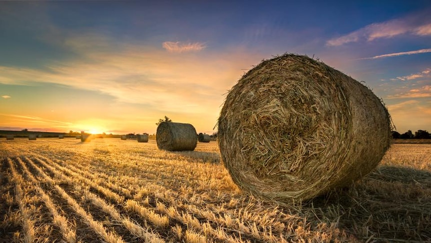 Hay bales sit in a sunset lit paddock.