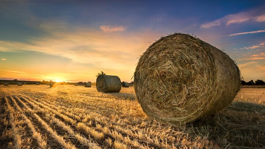 Hay bales at Swan Creek