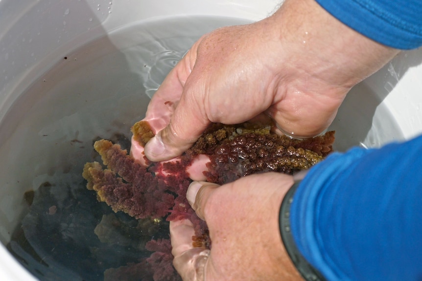 Asparagopsis seaweed floats in bucket