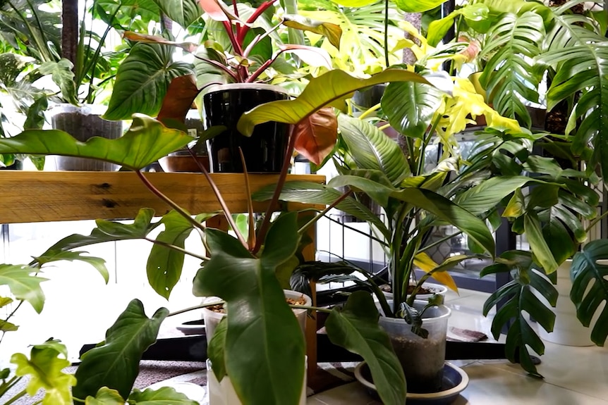 A cluster of tropical plants in pots.