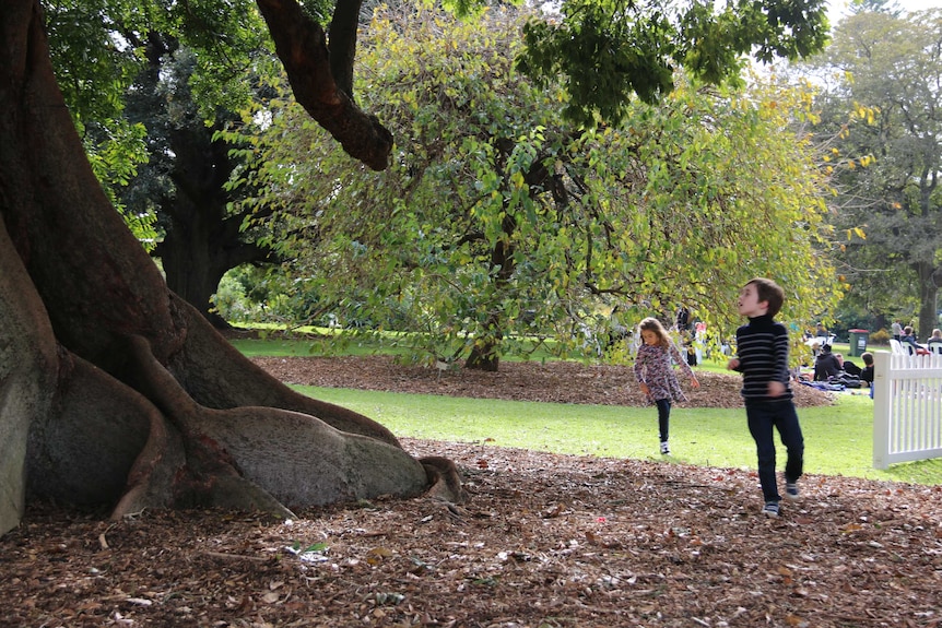 Two children play under a huge fig tree.