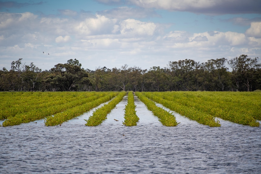 A flooded vineyard with blue cloudy skies above