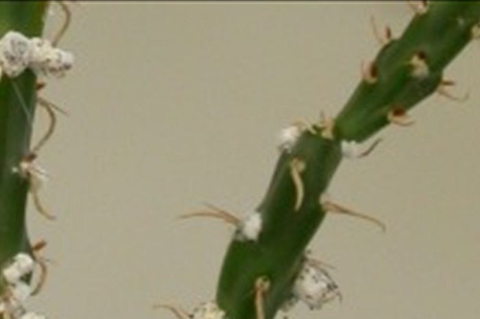 Small white bugs on a stalk of green cactus.