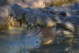 Crocodile hunting could be back on the agenda