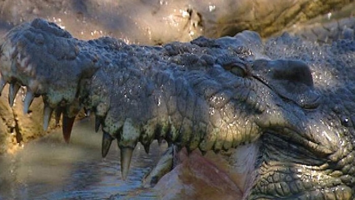 Generic TV still of close-up of head of salt water crocodile, with jaws open in water