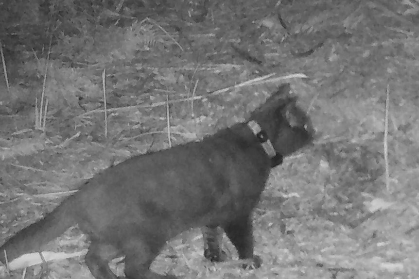 Picture from a night camera showing a cat on a rural property