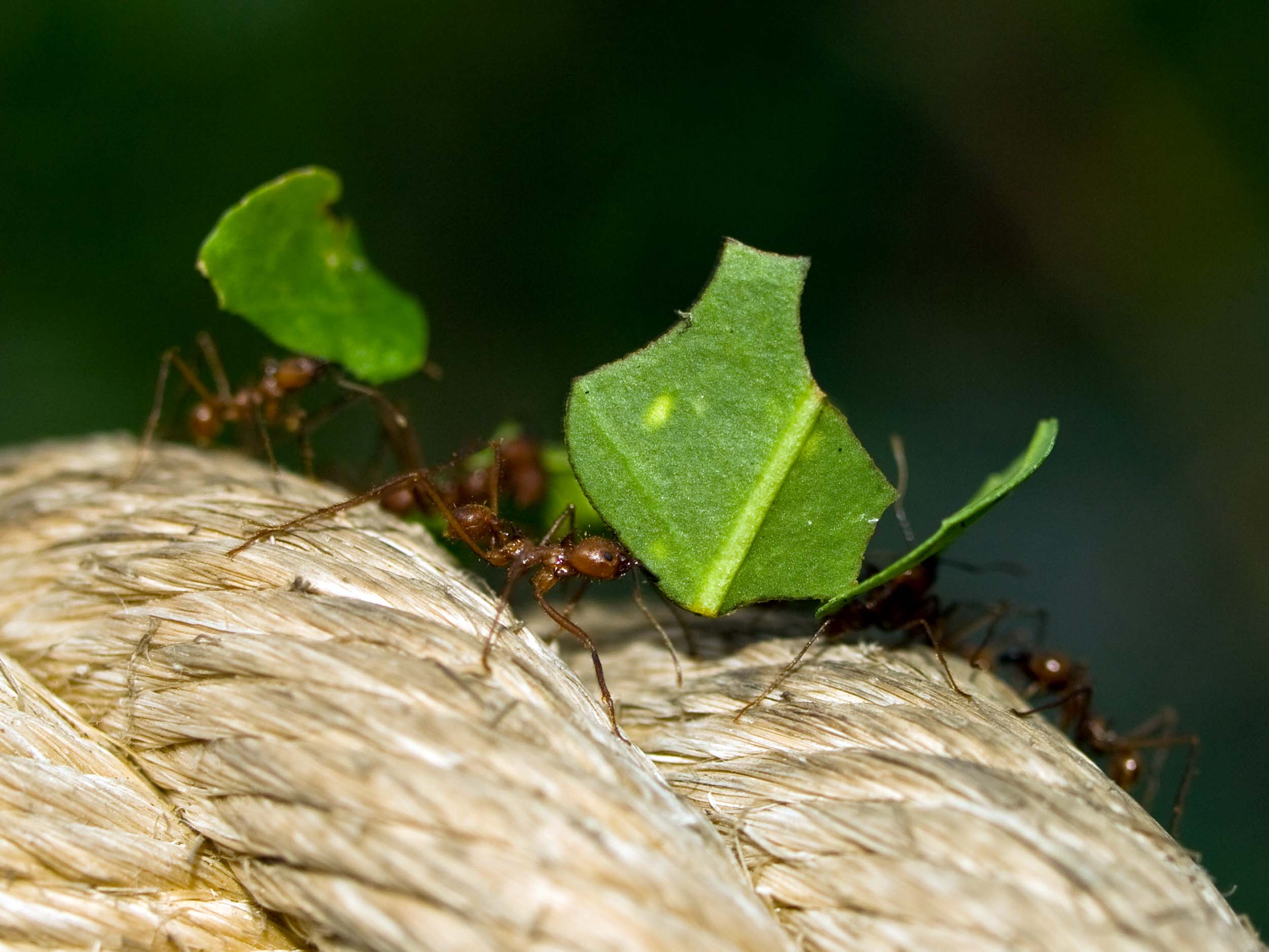 Leaf-cutting ants carry pieces of leaf