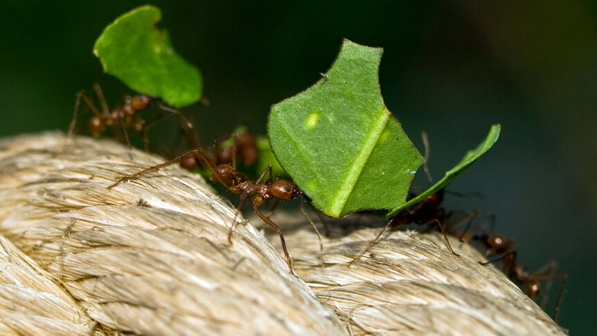 Leaf-cutting ants carry pieces of leaf