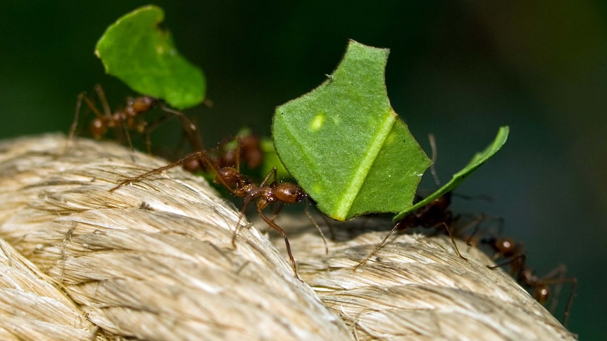 Leaf-cutting ants carry pieces of leaf