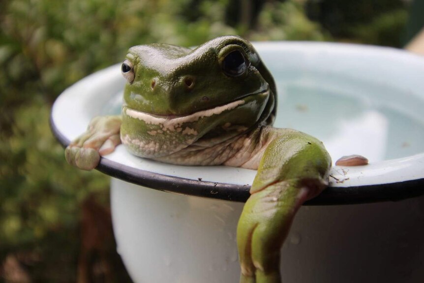 A frog sits in a bowl of water in Macksville, NSW.