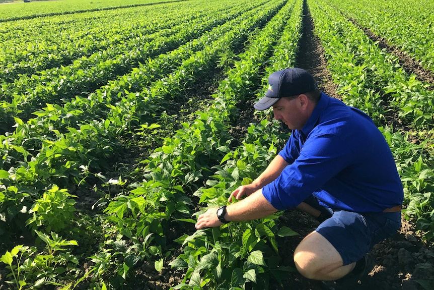 Jamie Jurgens squats between rows of tomatoes, checking the produce.