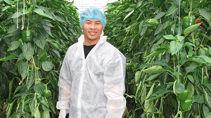 Hieu Minh Ly inspects hydroponic capsicums