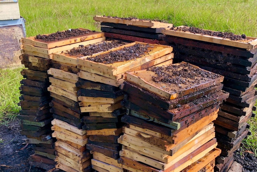 Piles of honey comb in wooden frames with sludge seeping out of the comb