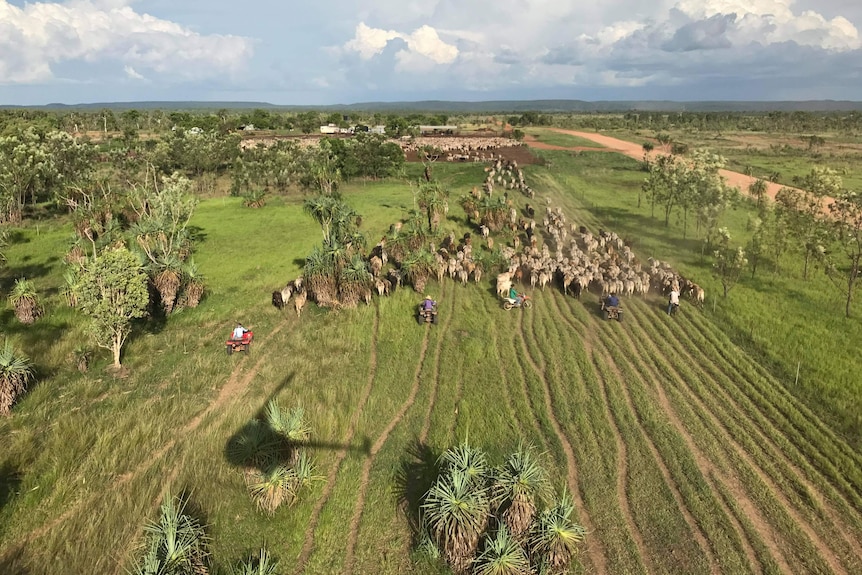 Mustering cattle in Top End