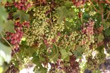 Menindee grapes