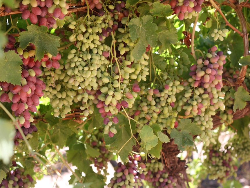 Menindee grapes