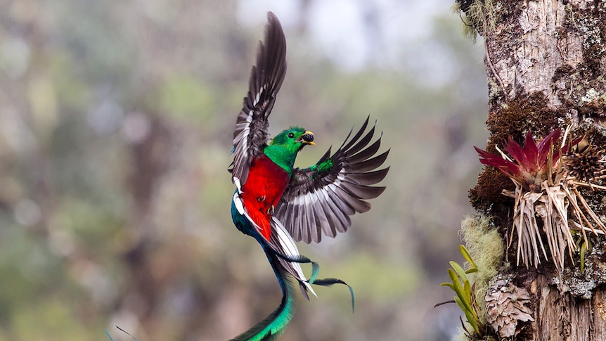 A resplendent quetzal delivers fruit to its chicks in a tree in a Costa Rican cloud forest.