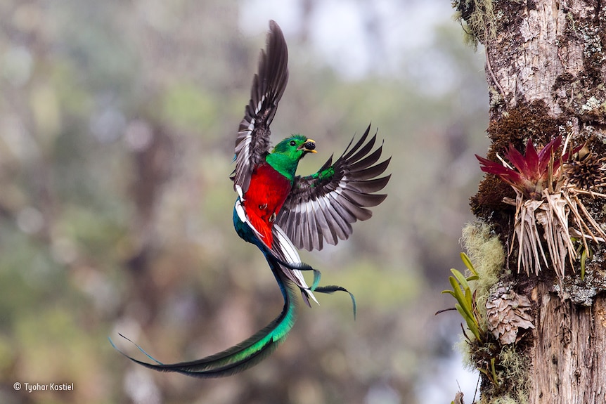 A resplendent quetzal delivers fruit to its chicks in a tree in a Costa Rican cloud forest.