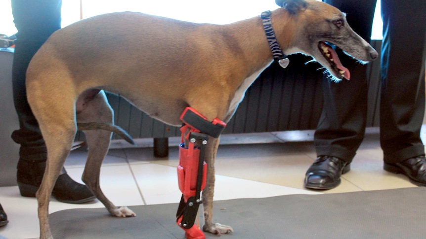 Smiling whippet wears prosthetic leg