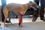 Smiling whippet wears prosthetic leg