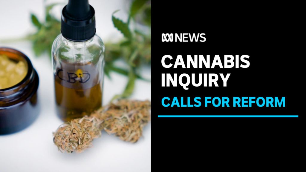 Cannabis Inquiry, Calls for Reform: A vial of yellow liquid in a vial, and a dried cannabis bud on a white backdrop.