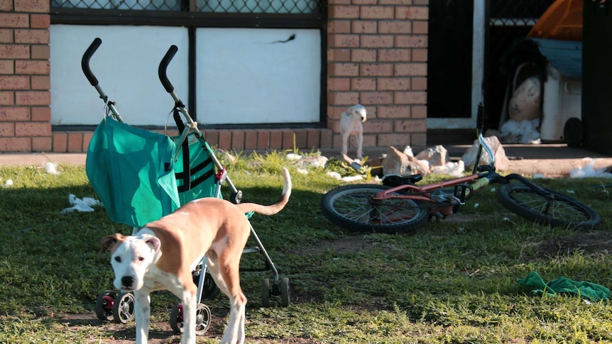A dog wanders through a yard in Moree, NSW